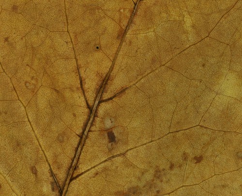 leaf-detail