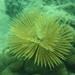 Feather duster tubeworm