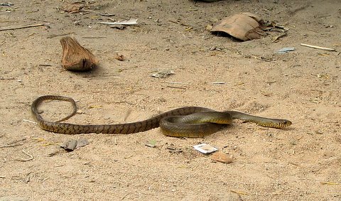 snake galibore 161207 S3