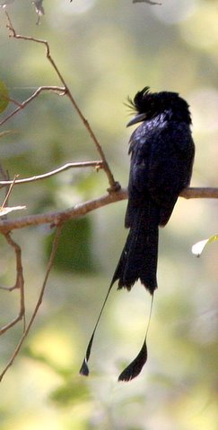 greater racket-tailed drongo 2312