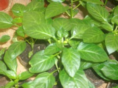 red bell peppers 8 weeks