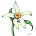 "Vanilla Flower" / MonkeyManWeb.com