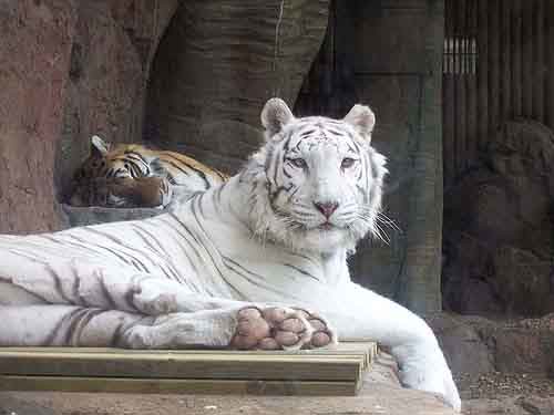 deformed white tiger pictures. Even though the white tiger is