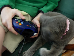 Unsuspecting Cat and the Video Game
