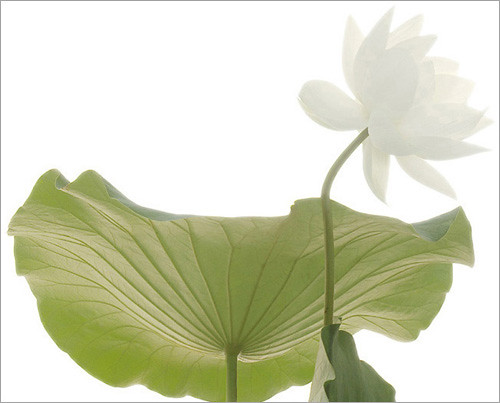 Lotus Flower / white / Green / Leaf / - IMGP6256 - , ????, ??, ?? ?????, Fleur de Lotus, Lotosblume, ????, ?? by Bahman Farzad
