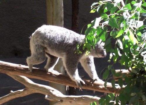 Active Koalas!