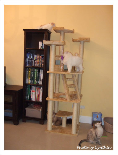 3隻貓出現在貓跳台上