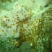 Aceol flatworms