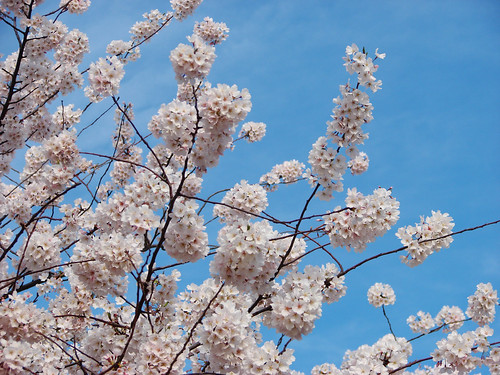 Cherry Blossoms, Washington DC