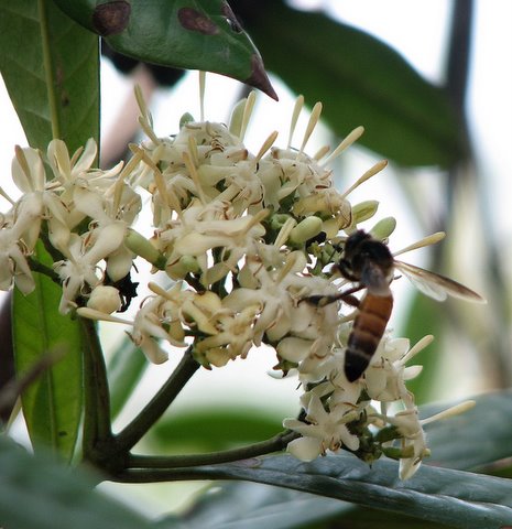 honey bee on wild jasmine devarayanadurga 050408