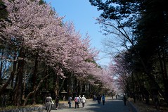 表参道の桜並木