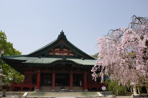 Sakura-Donryu