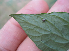 Unknown oily spot on tomato leaf