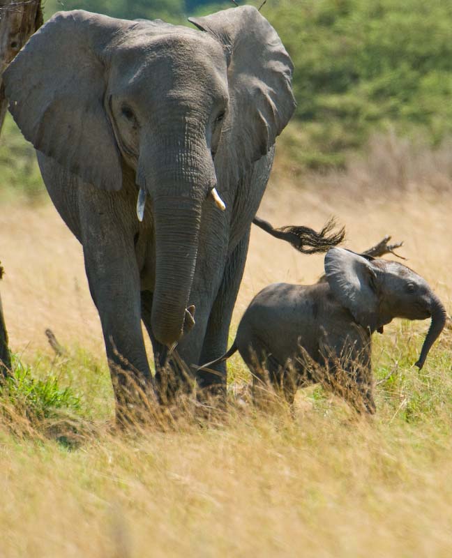 Mother and Baby Elephant