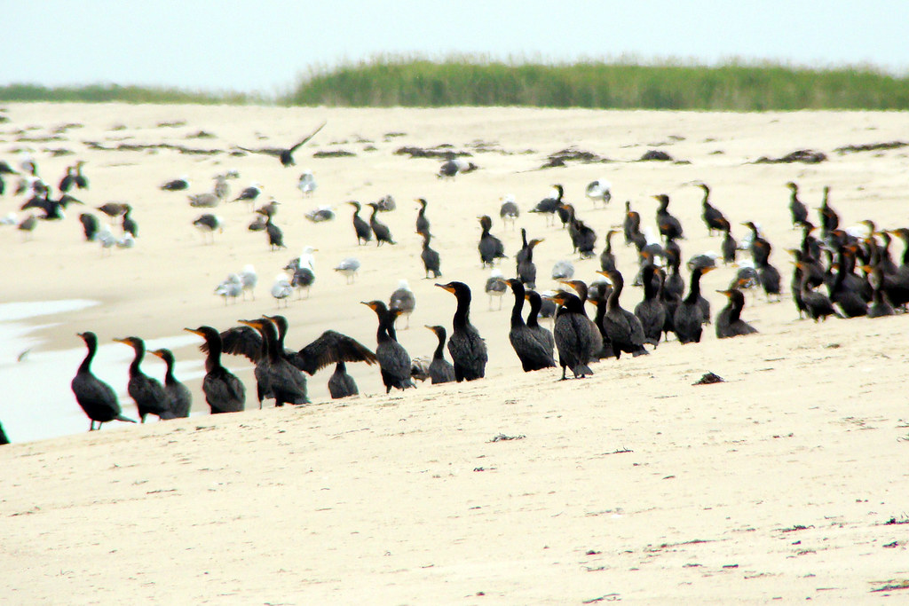 army of cormorants TW