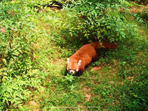 central park zoo new york. Red Panda Central Park Zoo New