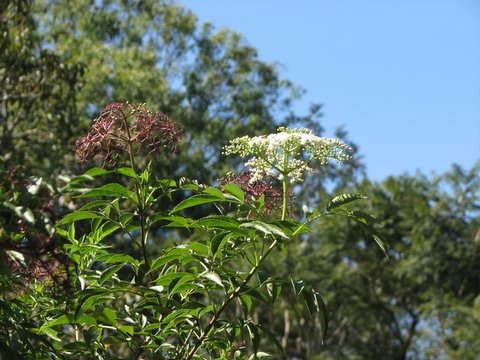 elderberry plant ..flutes are made from the wiood in the US