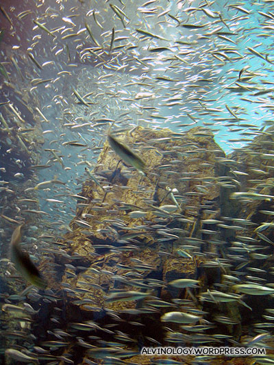 A school of sardine