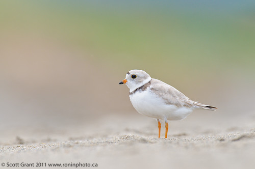 Stephenville Crossing Nesting Piping Plover-5 by Scott Grant