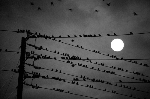 birds with moon