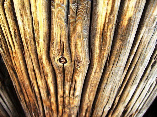 wood stump closeup