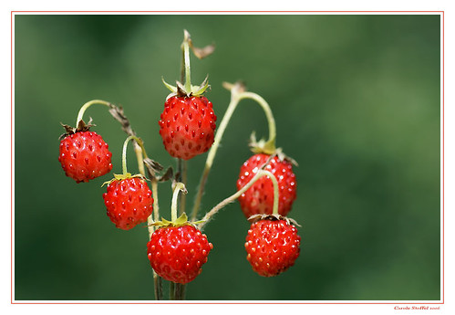 fraises des bois by LumiÃ¨res des Alpes (on flickr)