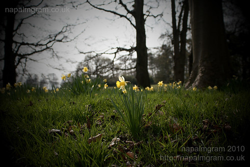 Daffodils at Kedleston Hall April 2010
