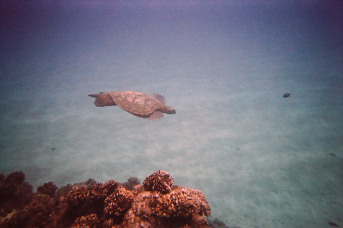 Sea Turtle at Black Rock (2)