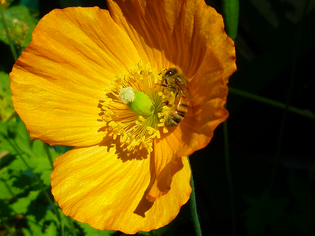 poppy + bee