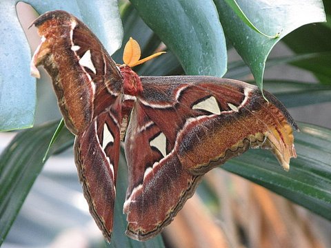 atlas moth (huge moth, just got out from pupa and dried its wings)