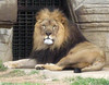 Lion  - Tulsa Zoo