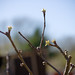 New buds on the apple trees