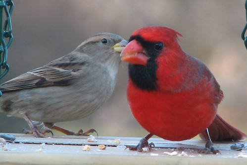  Michigan Winter Bird "Friends"!