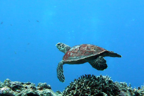 Hawksbill Sea Turtle in