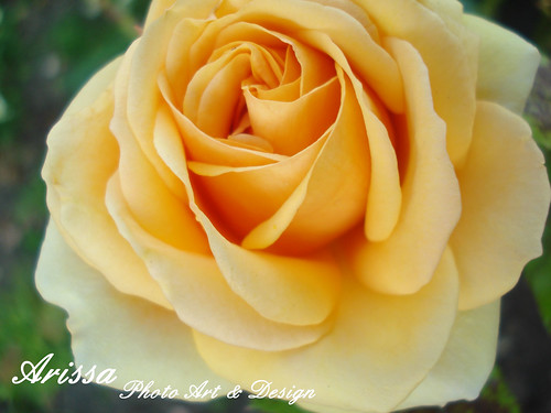 golden rose2