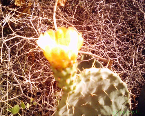Cactus flower زهرة الصبار