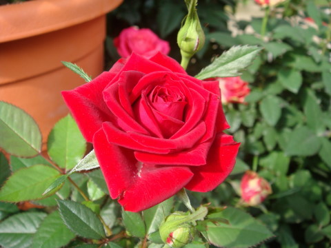 pretty roses