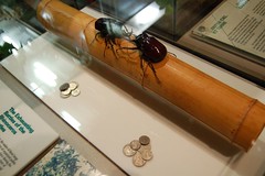 Wagering on Stag Beetles