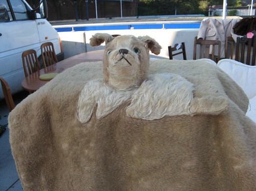 Dog head blanket