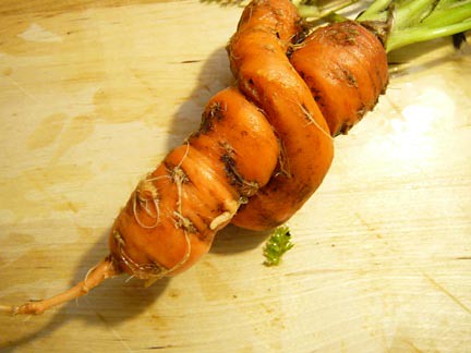 carrots, vegetables, garden