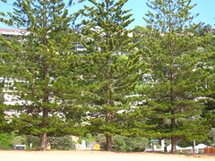 Norfolk Island pines IMG_8029