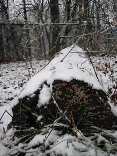 snow on a log in my backyard