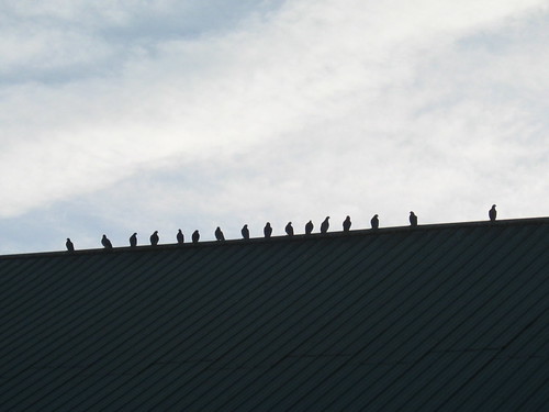 Birds on the roof in Mt Angel
