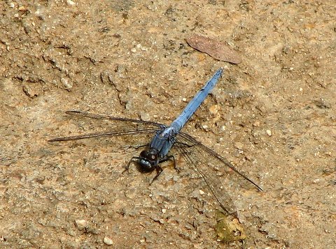 blue-tailed dragonfly nAmada chilume 050408
