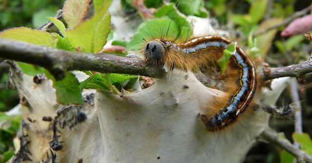 24422 - Lackey moth caterpillar (Malacosoma neustria)