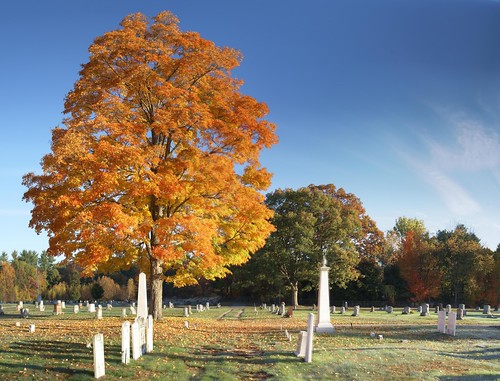 Autumn Cemetery Tree 2 Panorama