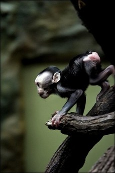 Thumb Clonación de monos abre puertas a la clonación de humanos
