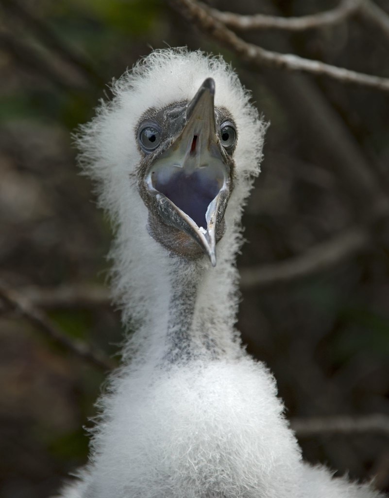 hungry Redfooted Booby chick