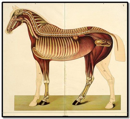 Het paard (The Horse) by EA Quadekker 1910