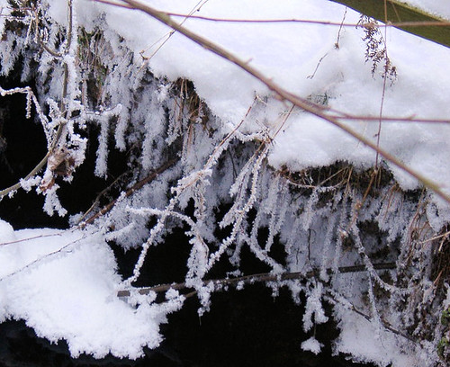 Icy Frost Along the Creek